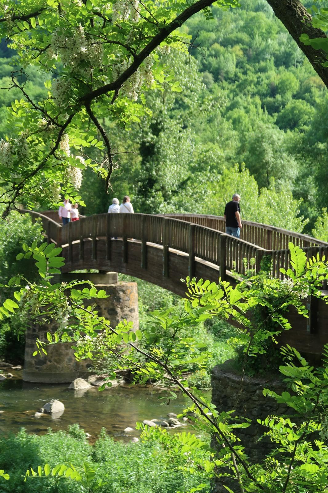 A wooden footbridge through the lush beech forest of La Fageda d’en Jordà