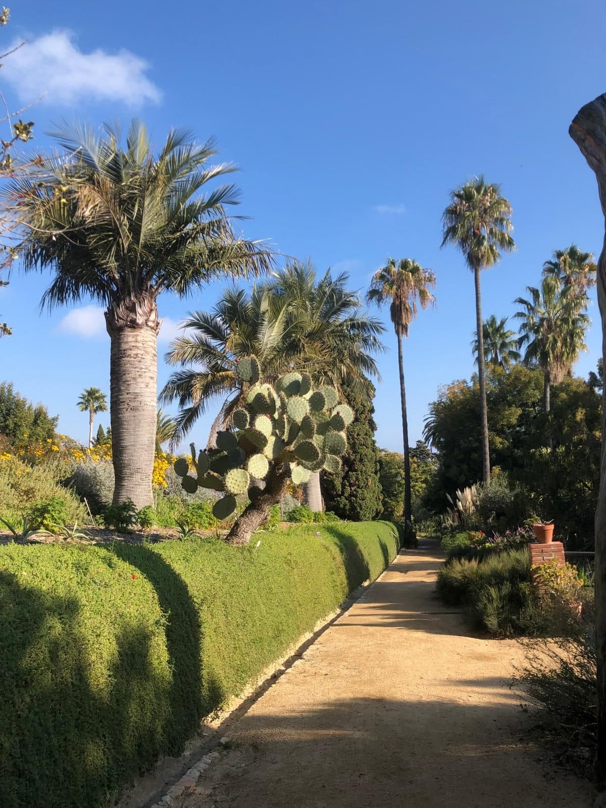 A gravel path through the Marimurtra botanical garden, lined with palms, cacti and clipped hedges above the sea