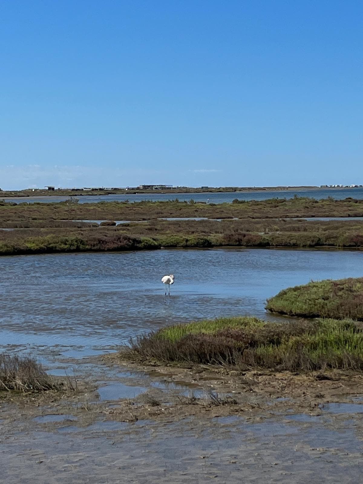 A wading bird in the wetlands and lagoons of the Delta de l’Ebre