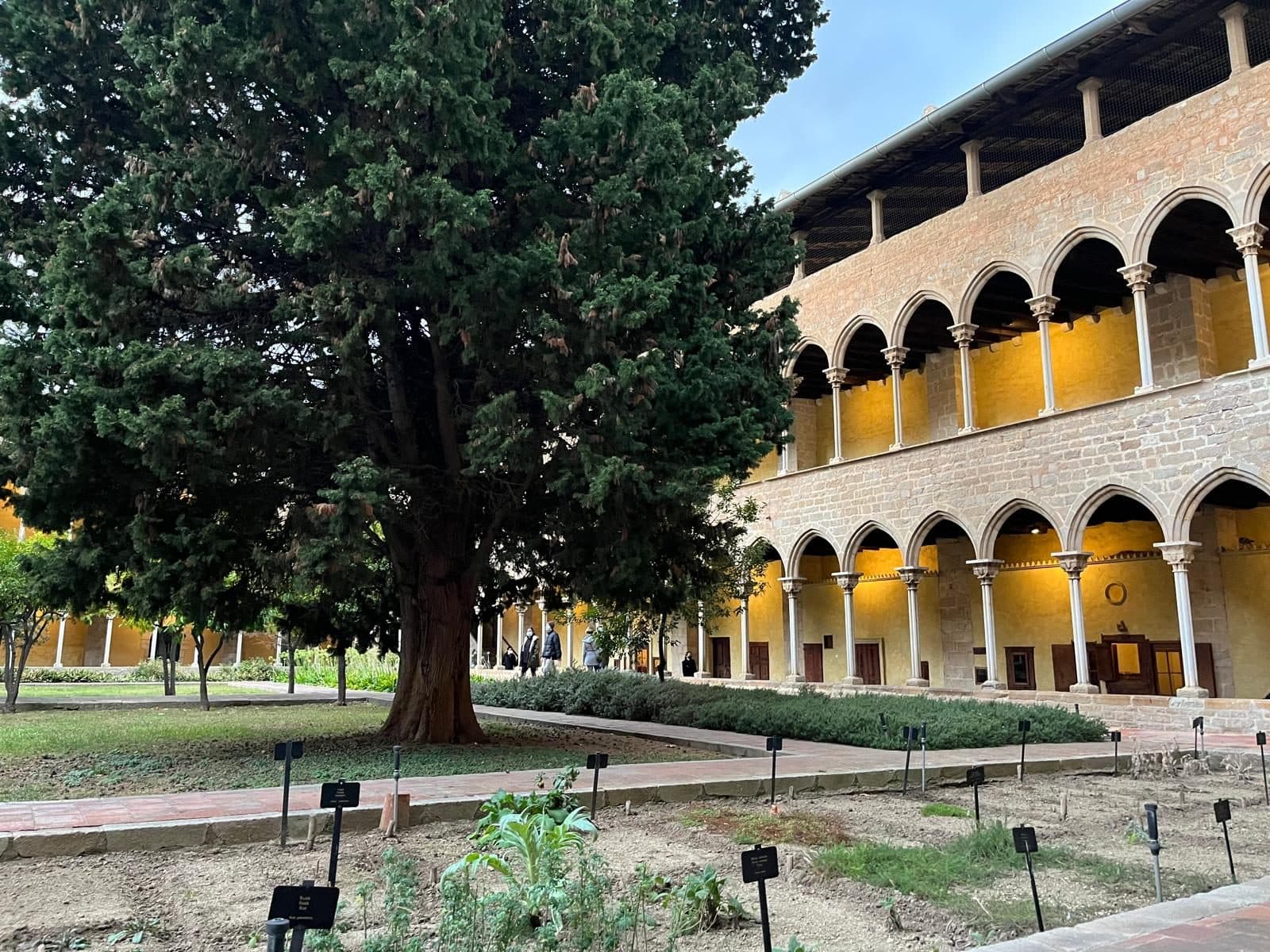 The cloister garden of the Monastery of Pedralbes with a large tree and the Gothic galleries behind