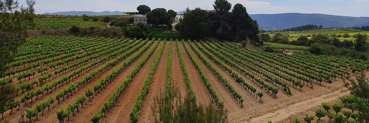 Rows of vines at a Penedès vineyard with hills on the horizon