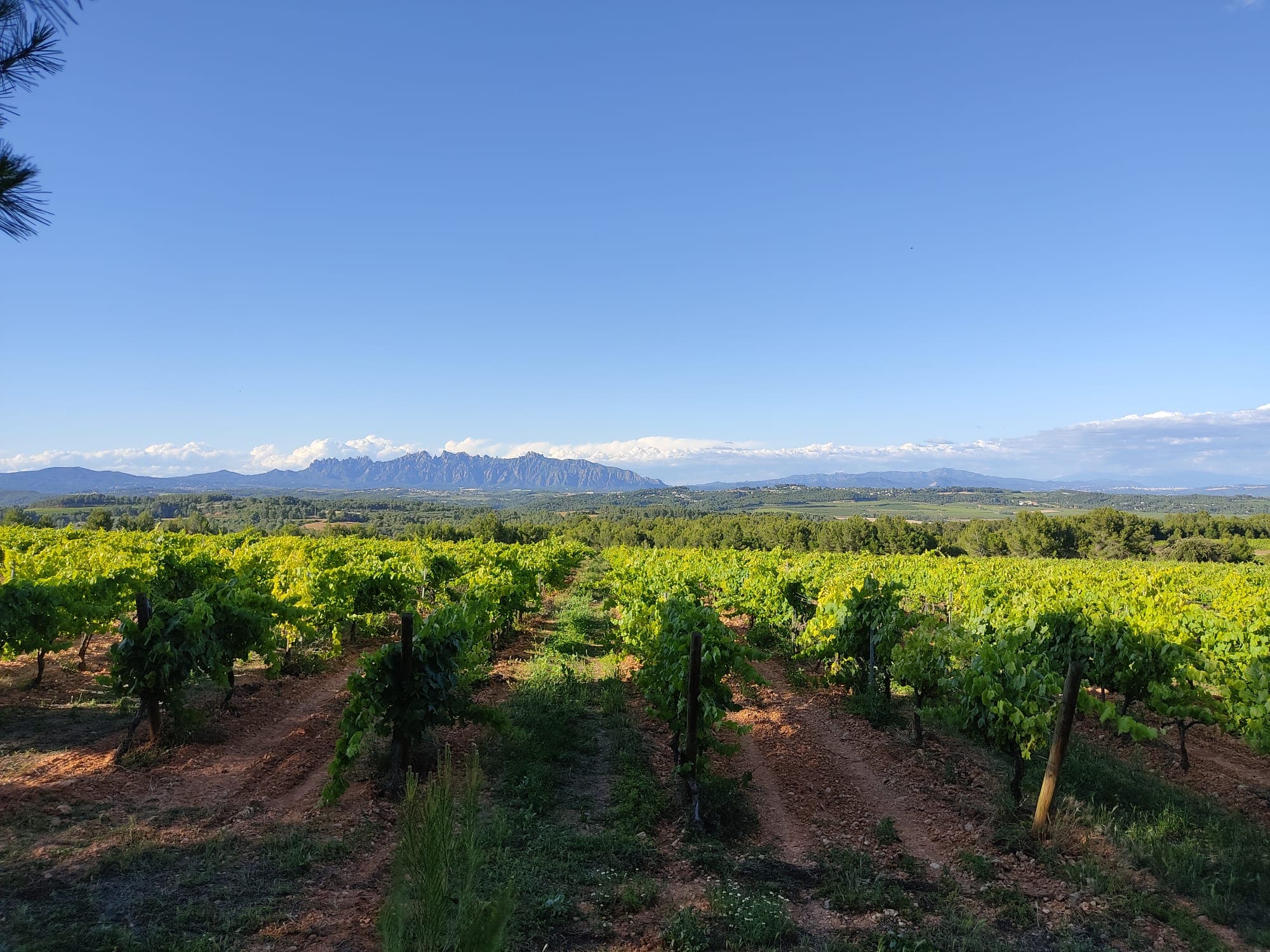 Penedès vineyards with Montserrat on the horizon