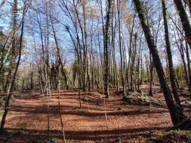 The leaf-covered floor of the beech wood in low winter light