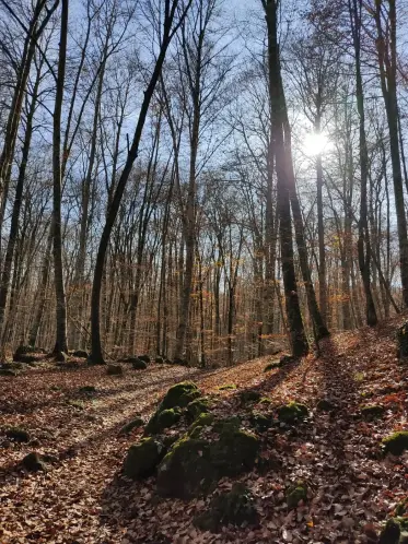 Sun breaking through the bare trunks of the Fageda beech forest