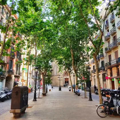 Plane trees along the Passeig del Born, with the basilica closing the view
