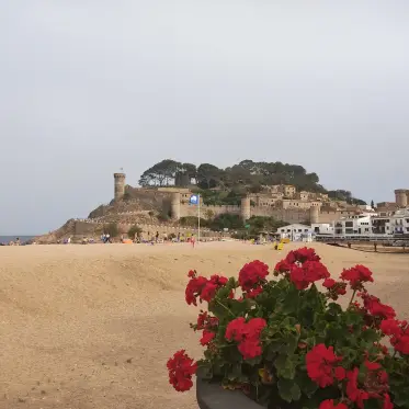 Geraniums in the foreground and the walled castle of Tossa above the beach