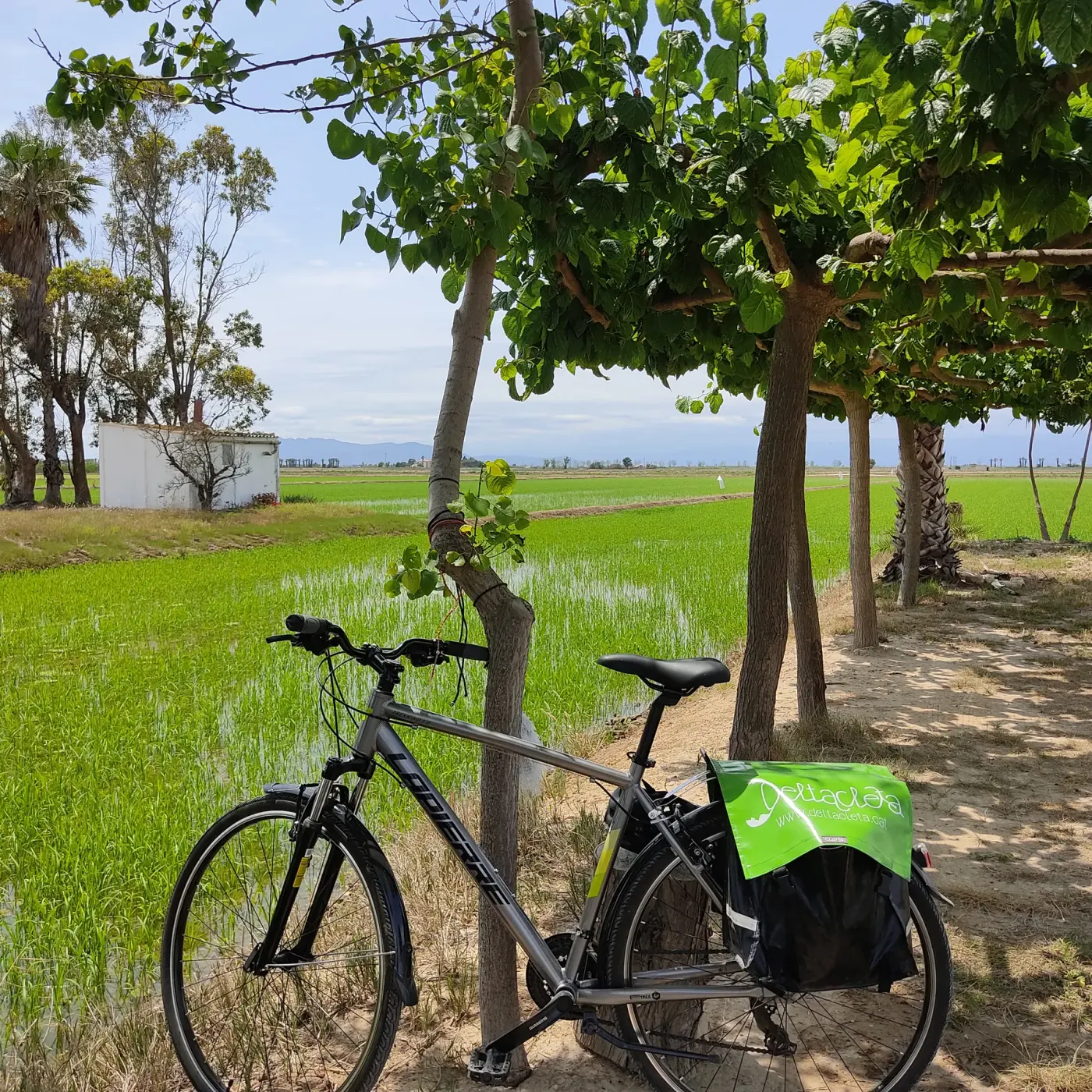 Una bicicleta bajo los árboles al borde de los arrozales verdes del delta