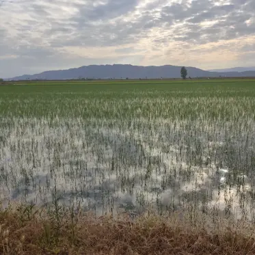 Arròs jove als arrossars inundats amb les muntanyes a l’horitzó