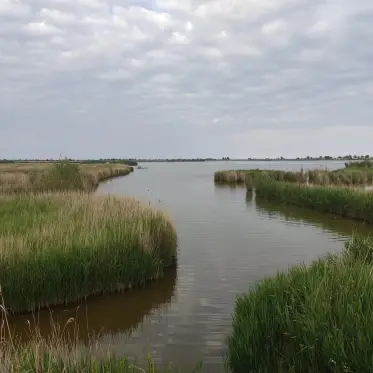 Un canal en calma vorejat de canyes amb la llum del capvespre