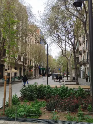 Una calle del Ensanche con vegetación en el centro de la calzada