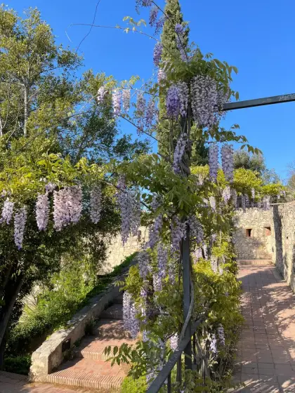 Glicinas colgando sobre una escalera en los jardines amurallados