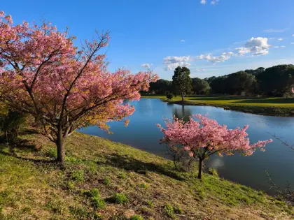 Blossom in flower beside the water on the course