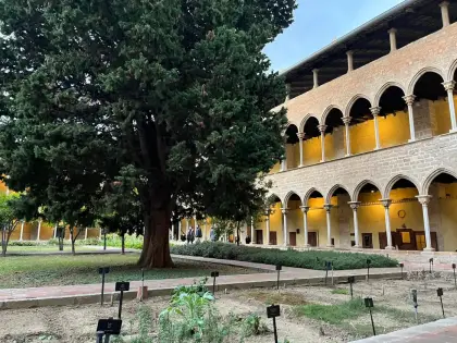 Un arbre antic estenent-se al jardí del claustre