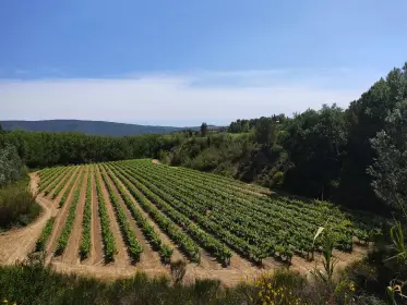 Un viñedo curvándose en la falda de una colina boscosa