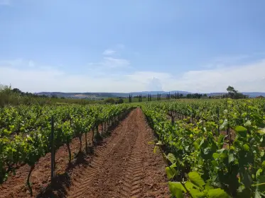 Hileras de viña sobre la tierra rojiza trabajada de la comarca