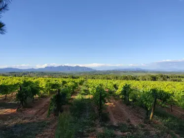 Viñas con hoja y el perfil dentado de Montserrat a lo lejos