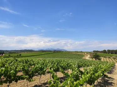 Viñas extendiéndose hasta las montañas bajo un cielo abierto