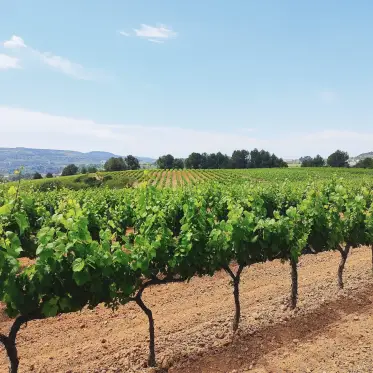 Viñas jóvenes en hileras rectas con la sierra al fondo